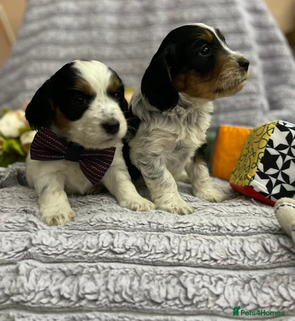 Mixed Breed dogs - Advert 6