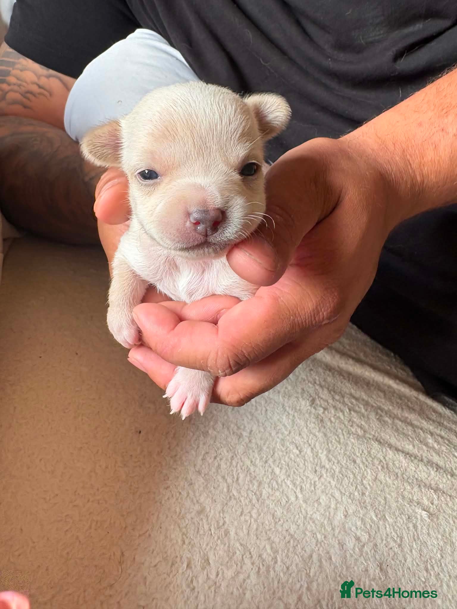 Chihuahua dogs Beautiful Chihuahua Puppies - Advert 7