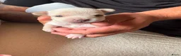 Chihuahua dogs for sale: Beautiful Chihuahua Puppies - Advert 2