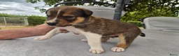Border Collie dogs for sale: Border collie puppy 1 dog available  - Advert 16