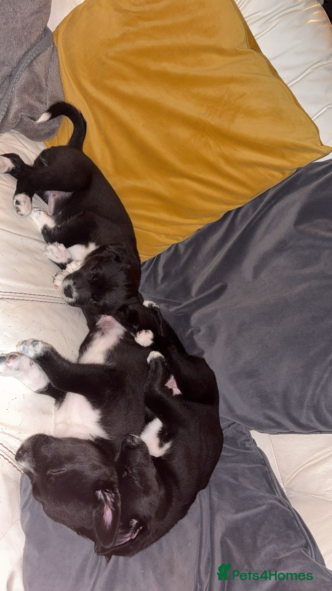 Mixed Breed dogs for sale: 3 beautiful puppies sale. 2 girls and 1 boy.  - Advert 5