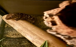 Gecko reptiles for sale: 4 Year Old Male Leachi For Sale  - Image 4