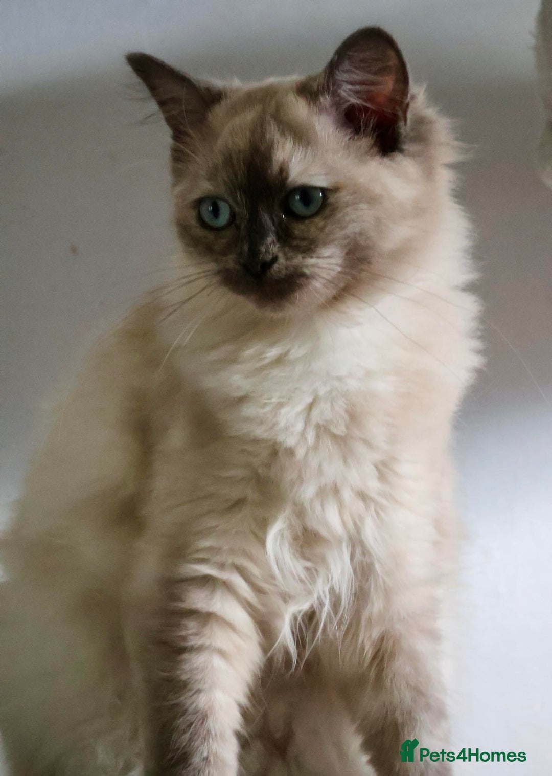 Ragdoll cats for sale: Blue colourpoint female can drop off to Edinburgh  - Advert 10