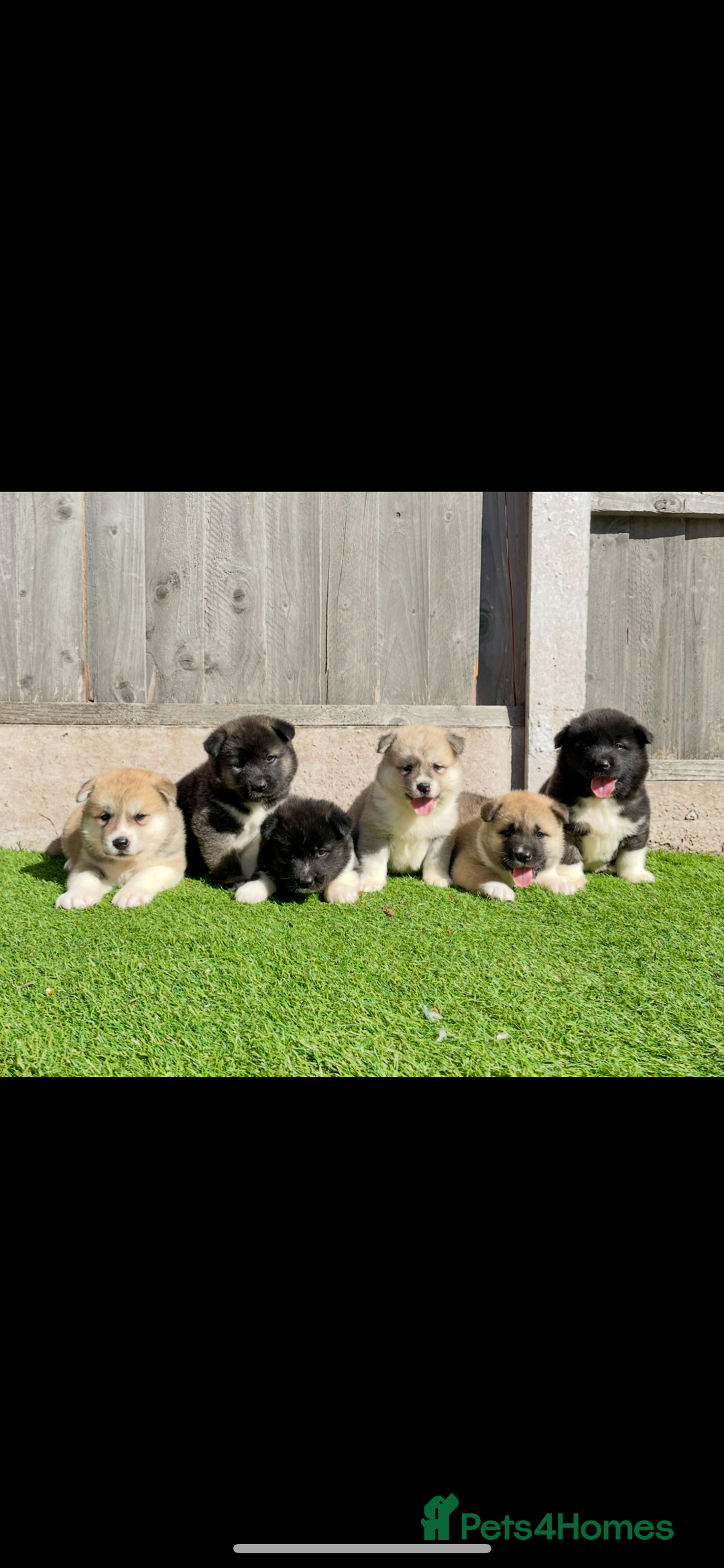 Akita dogs for stud: Proven Akita Stud Available  - Advert 5