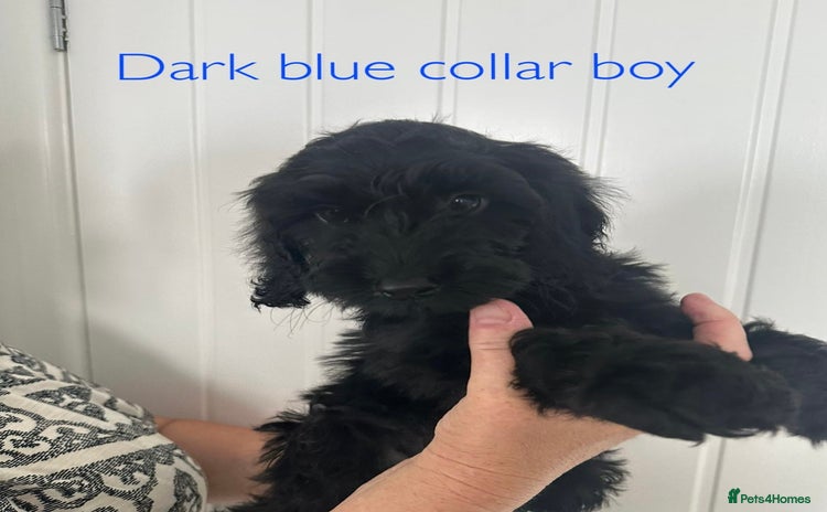 Cockapoo dogs - Advert 5