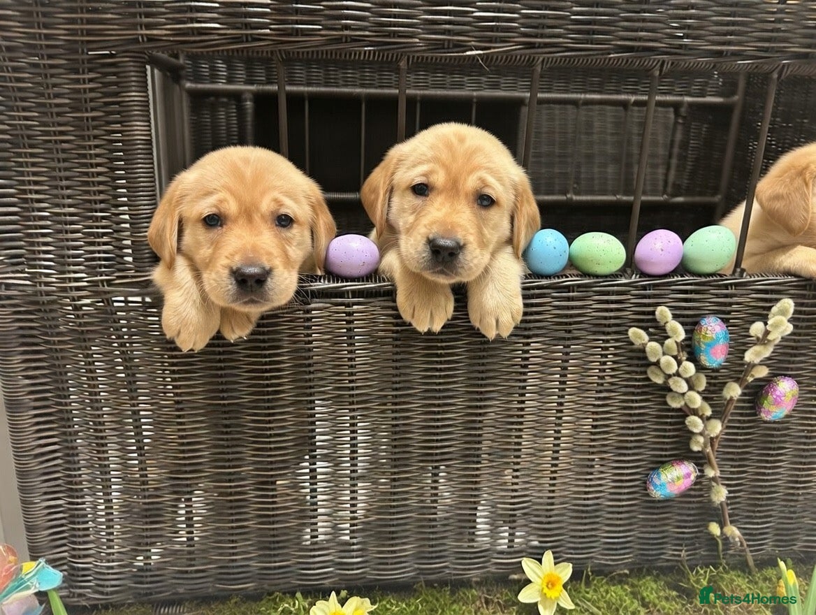 Labrador Retriever dogs Kennel club registered Labrador puppies  - Advert 14