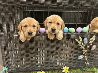 Labrador Retriever dogs Kennel club registered Labrador puppies - Advert 14