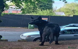 Belgian Shepherd Dog dogs for sale: Black Male Belgium Shepherd  - Image 5