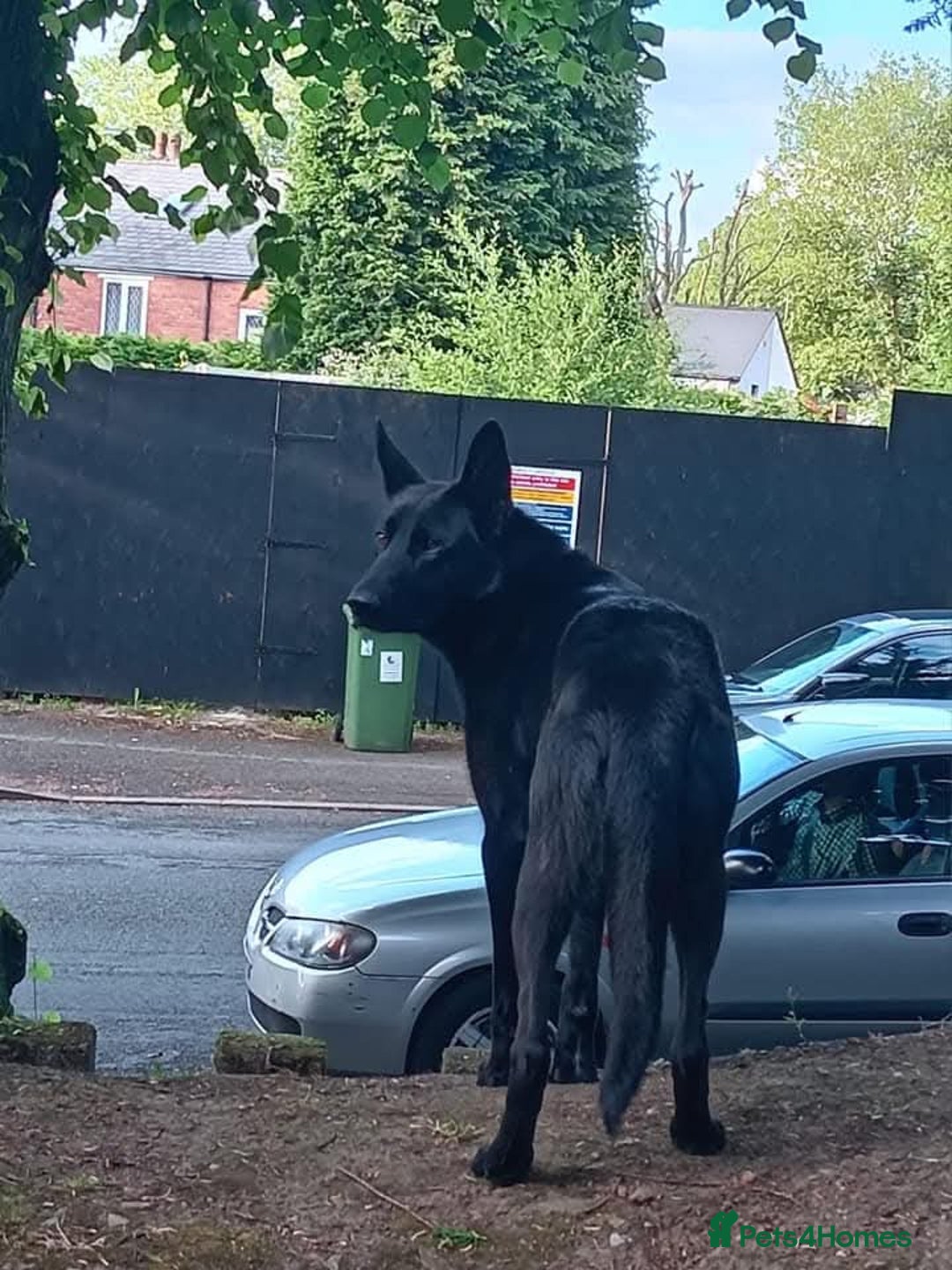 Belgian Shepherd Dog dogs for sale: Black Male Belgium Shepherd  - Image 5