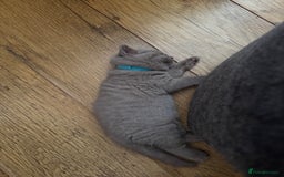 British Shorthair cats for sale: British Shorthair babies  - Image 7