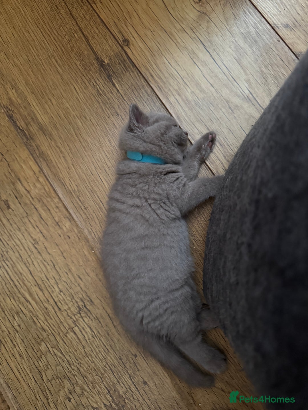 British Shorthair cats for sale: British Shorthair babies  - Image 7