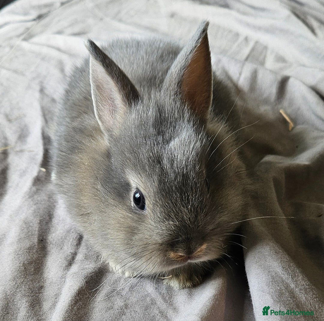 Mini Lop rabbits for sale: Mini lop and dwarf  - Image 8