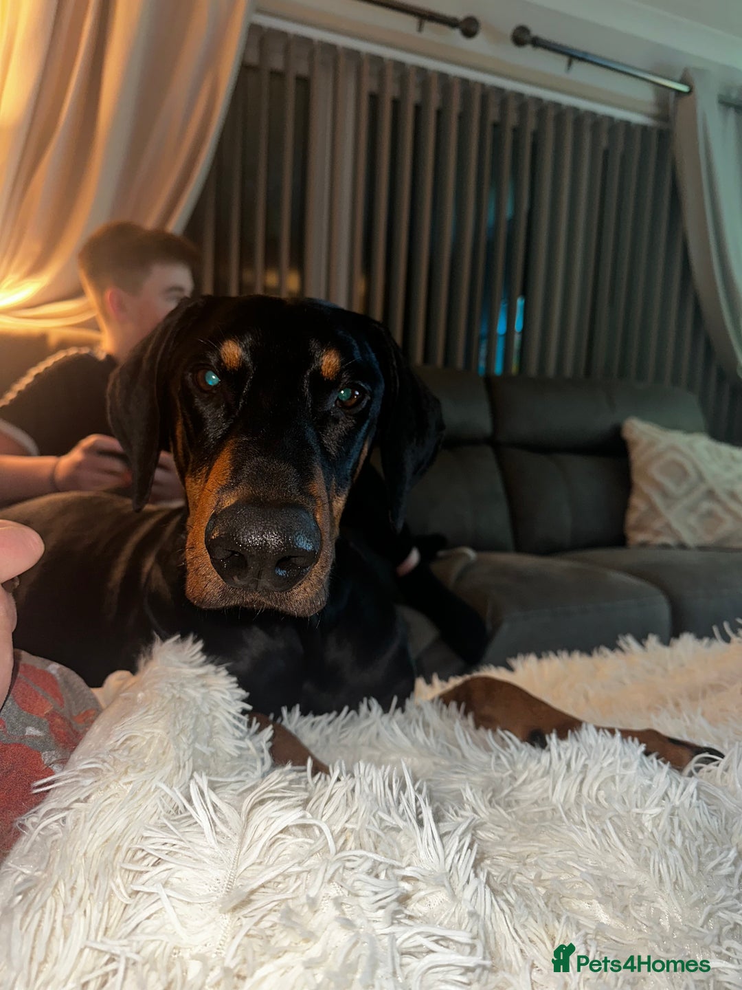 Dobermann dogs for sale: Wonderful Doberman for unfortunate adoption  - Advert 14