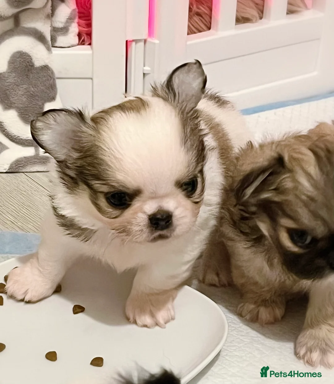 Chihuahua dogs for sale: Long Coat Chihuahua Boys Outstanding Quality ⭐️ - Advert 9