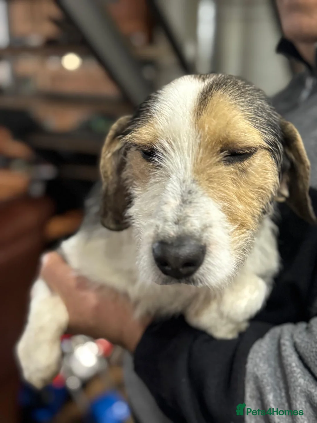 Mixed Breed dogs for adoption: Sweet Rami is looking for LOVE - Advert 1