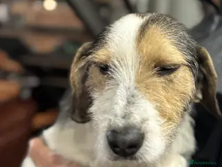 Mixed Breed dogs Sweet Rami is looking for LOVE - Advert 1