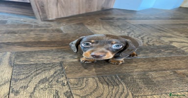 Miniature Dachshund dogs - Advert 11