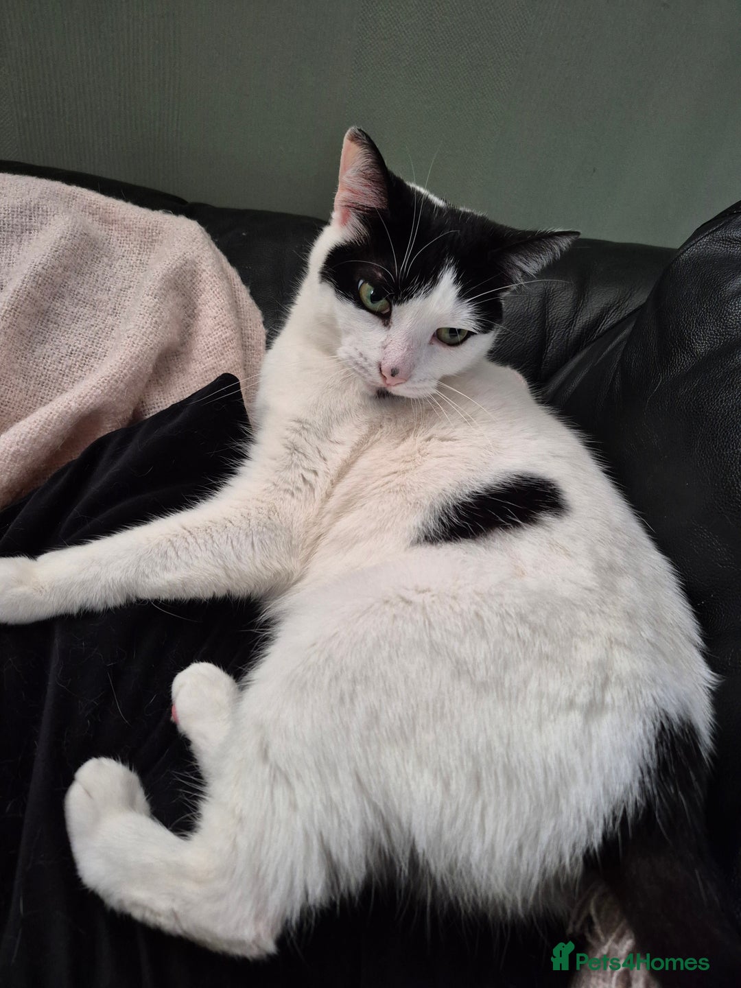 Mixed Breed cats for sale: 4 yr old loving girl - Advert 6