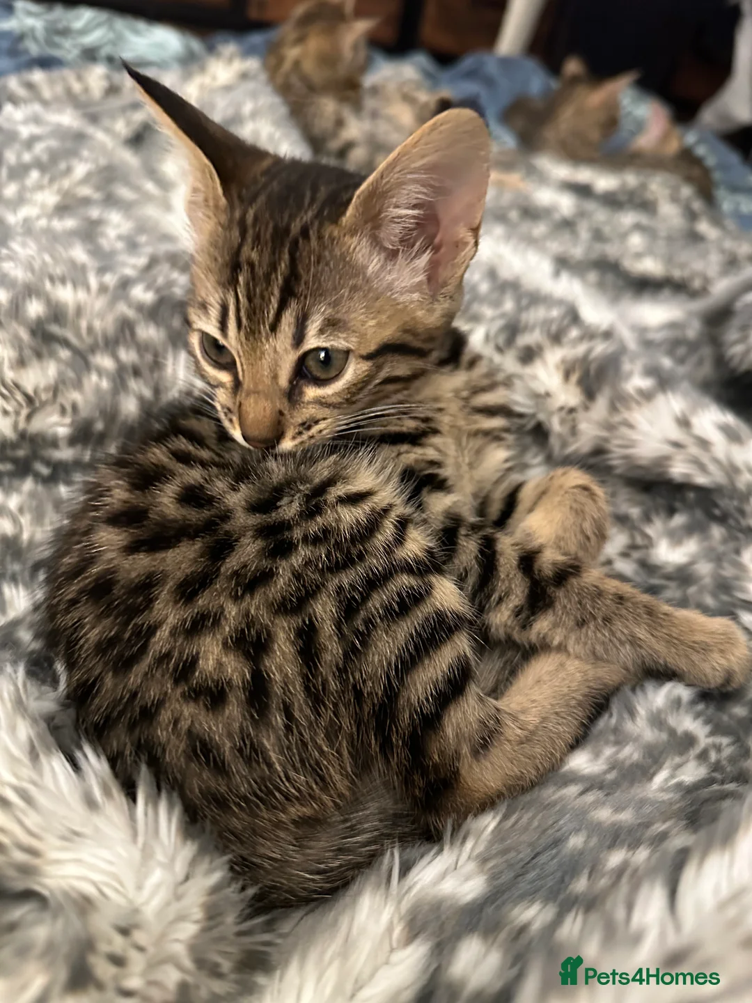 Bengal cats for sale: Sepia Bengal X Savannah kittens Extremely rare  - Advert 27