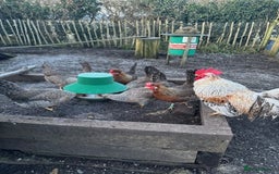 Chickens poultry for sale: Legbar Pullets - Image 2