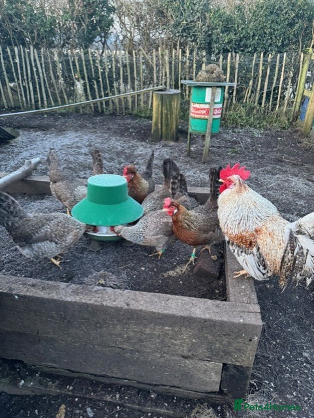 Chickens poultry for sale: Legbar Pullets - Image 2