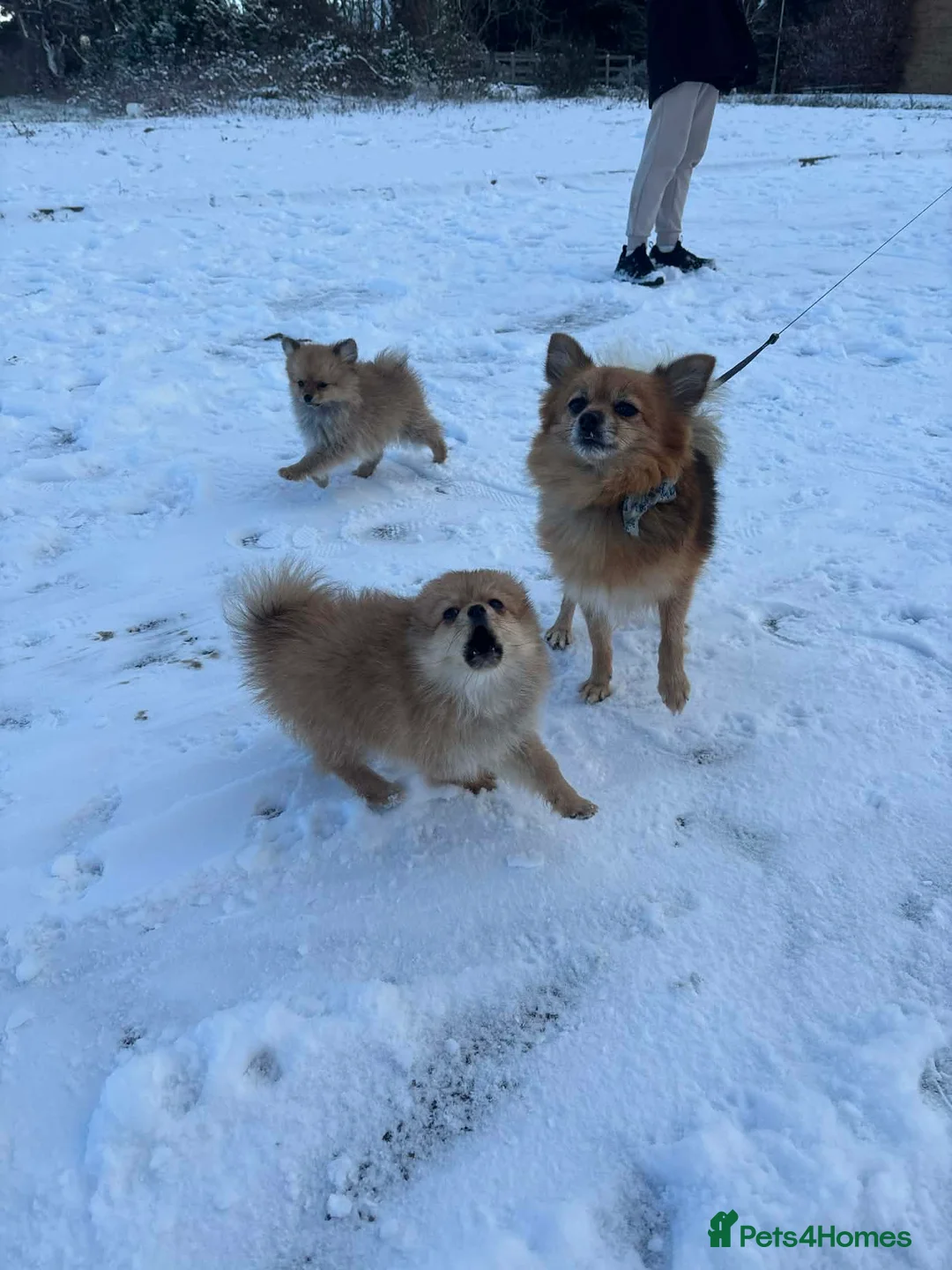 Pomeranian dogs for sale: Pomeranian puppies - Advert 4