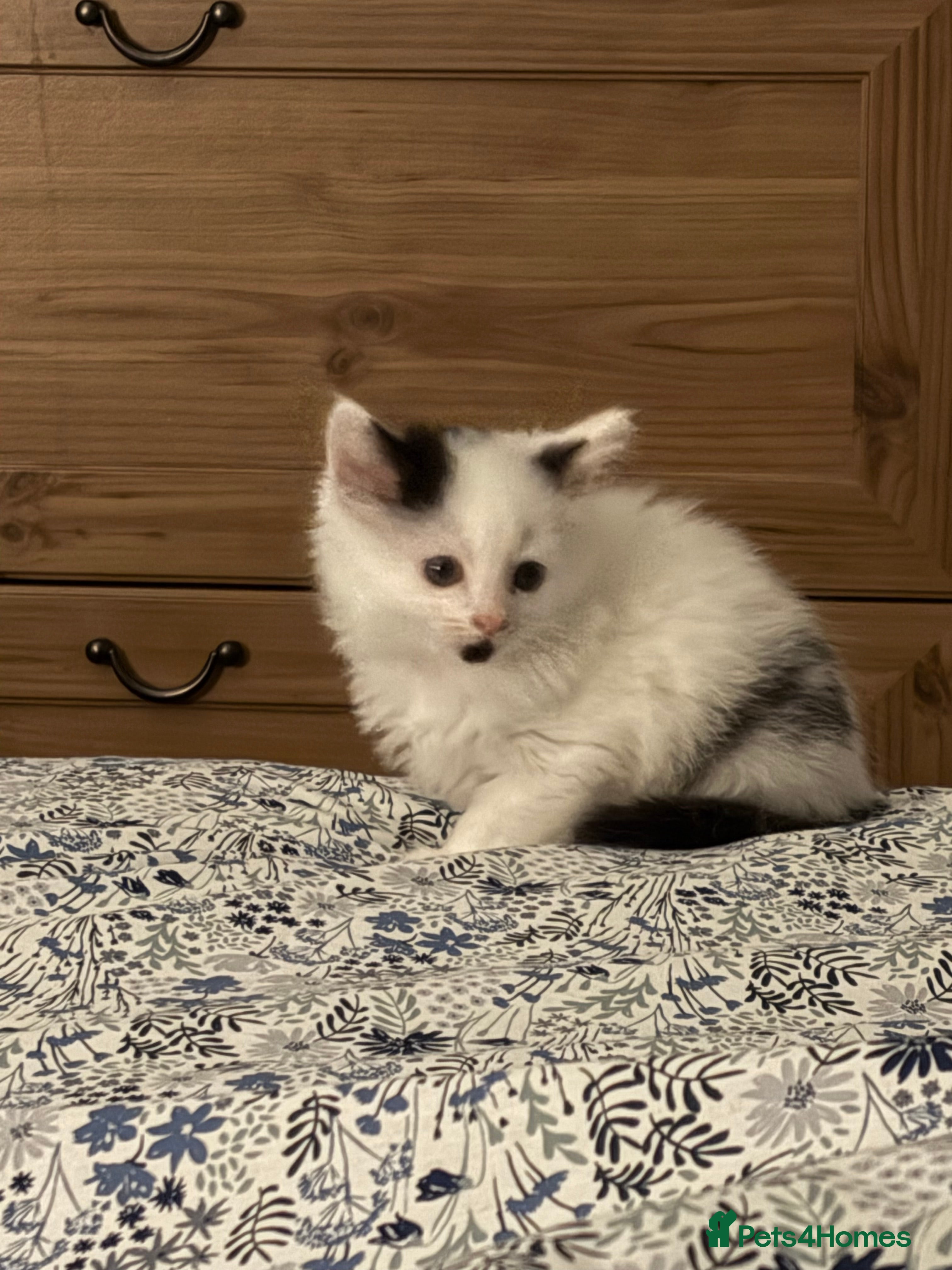 Domestic Shorthair cats Beautiful kittens for sale  - Advert 11