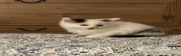 Domestic Shorthair cats for sale: Beautiful kittens for sale  in Pontefract - Advert 5