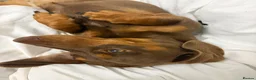 Miniature Dachshund dogs for sale: Two female miniature daschunds in Cwmbran - Advert 10