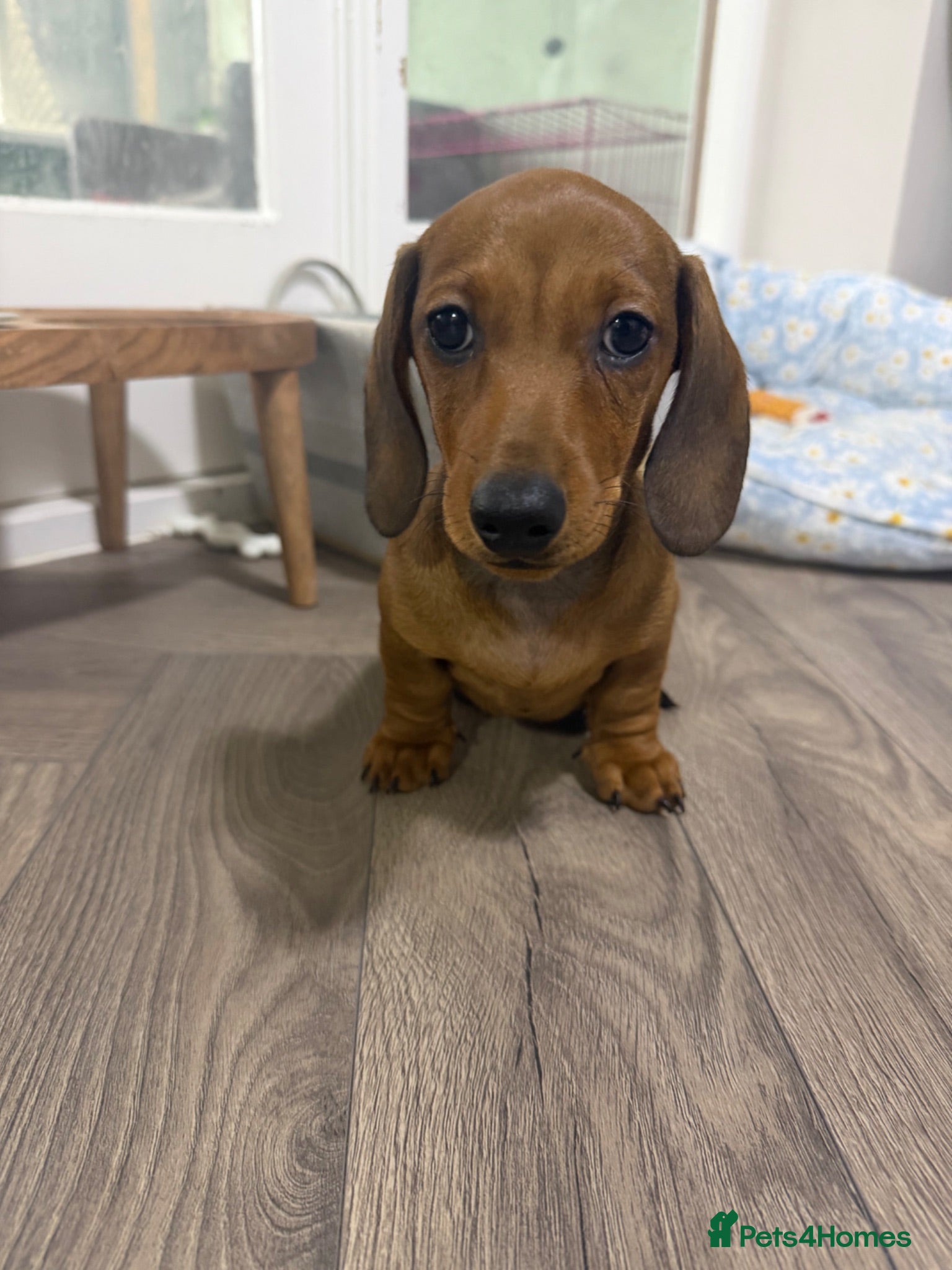 Miniature Dachshund dogs Miniature dachshund puppies 🐶 READY NOW - Advert 1