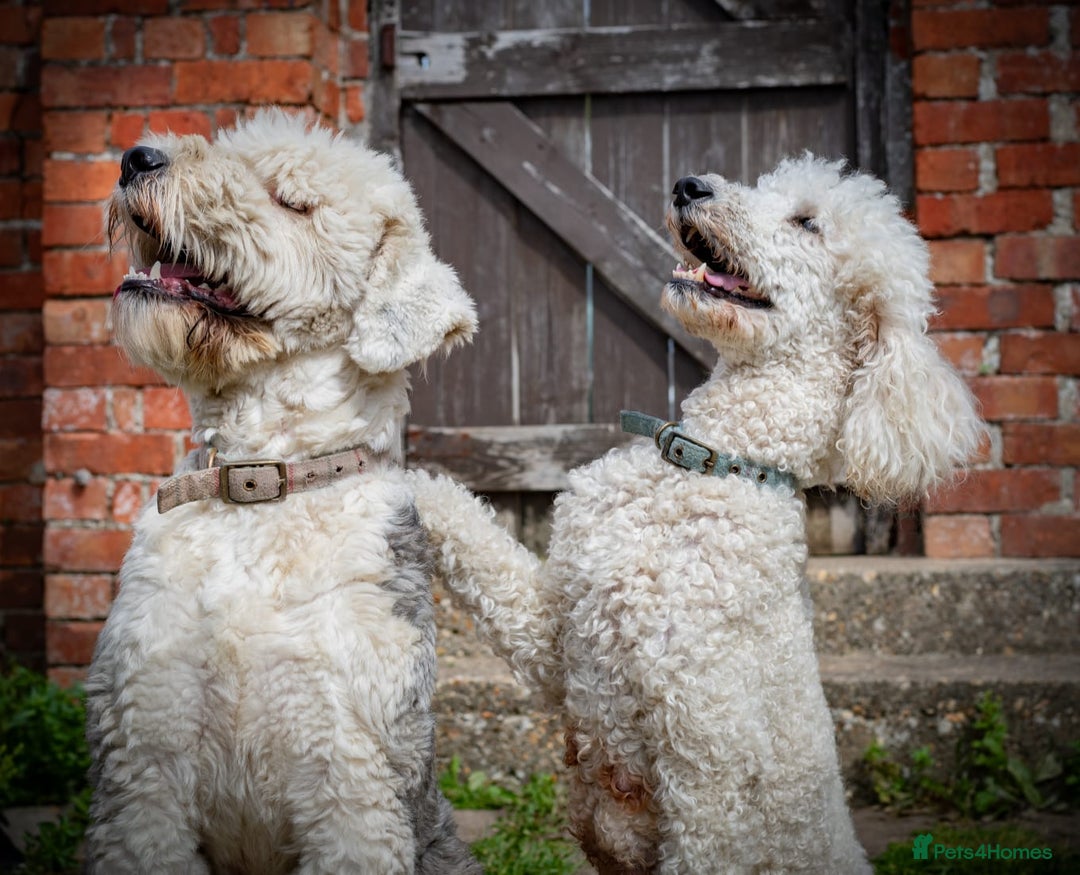 Sheepadoodle dogs for sale: F1 sheepadoodle girls - Image 4