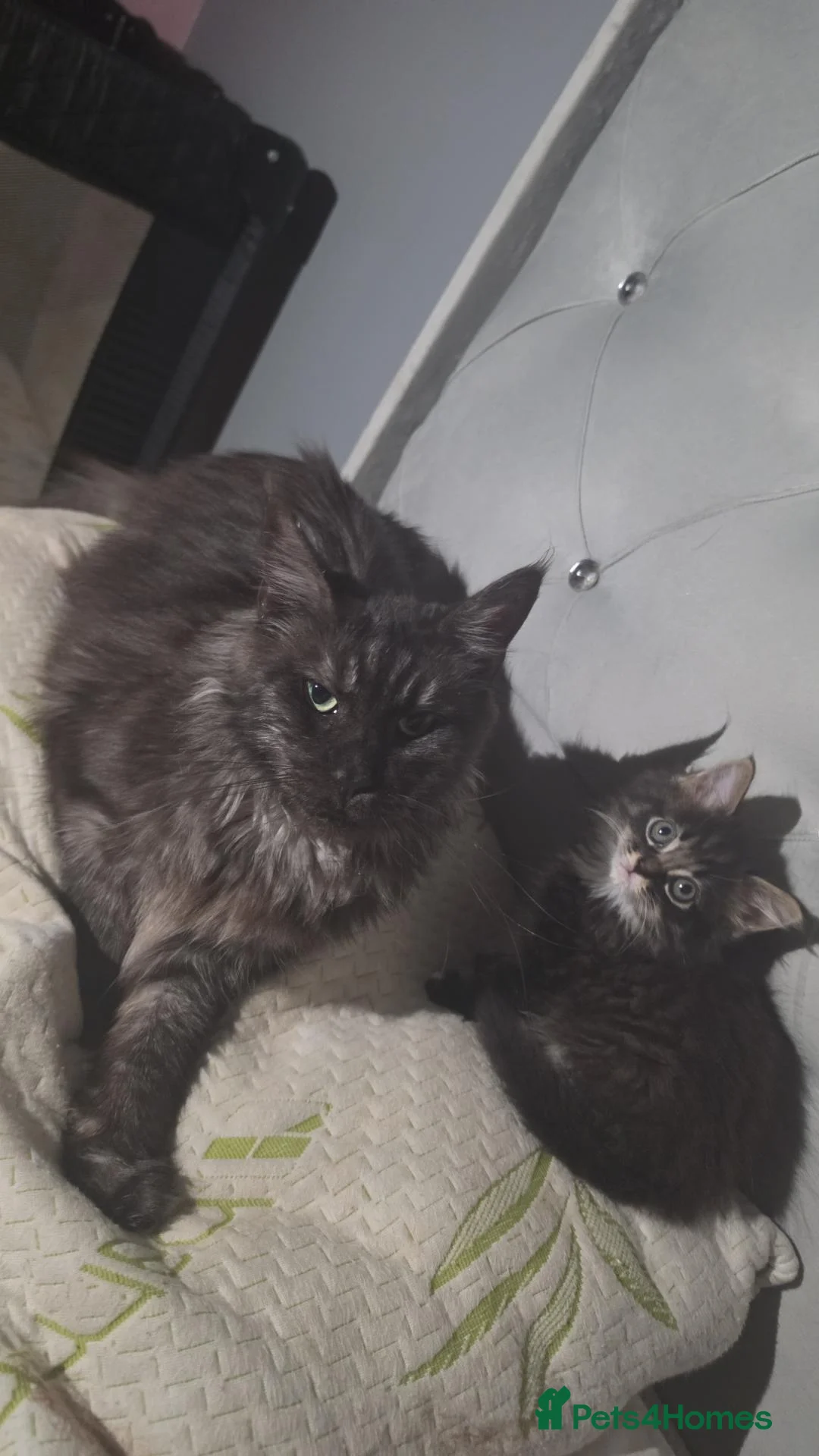 Maine Coon cats for sale: Beautiful boy left 8 weeks ❤️ - Advert 2