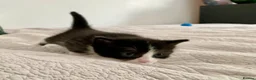 Domestic Shorthair cats for sale: Beautiful kittens ready in 5 weeks - Advert 13