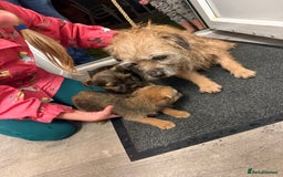 Border Terrier dogs for sale: Border terrier puppies  - Advert 11