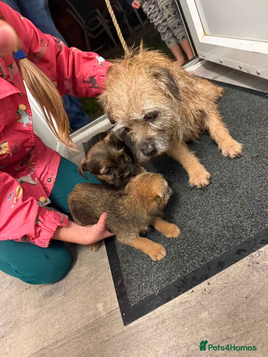 Border Terrier dogs for sale: Border terrier puppies  - Advert 11
