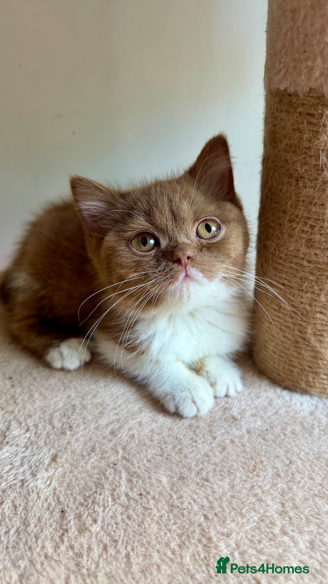 British Shorthair cats Show-quality. BSH. Cinnamon Bi-colour - Advert 1