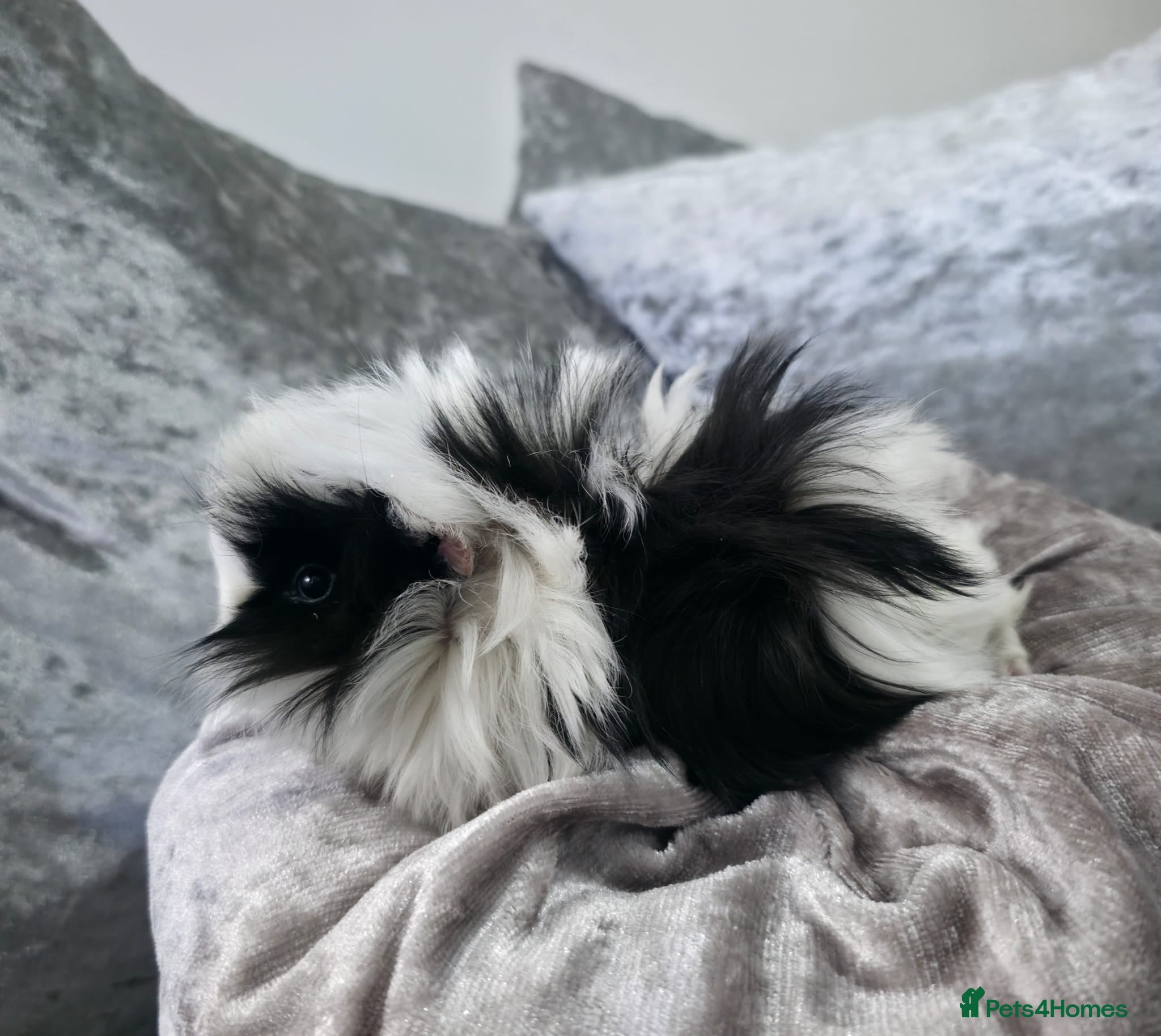 Guinea Pig rodents Female guinea pig  - Advert 18