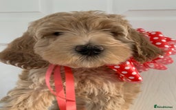 Goldendoodle dogs for sale: Multigenerational Puppies Waiting List - Advert 8