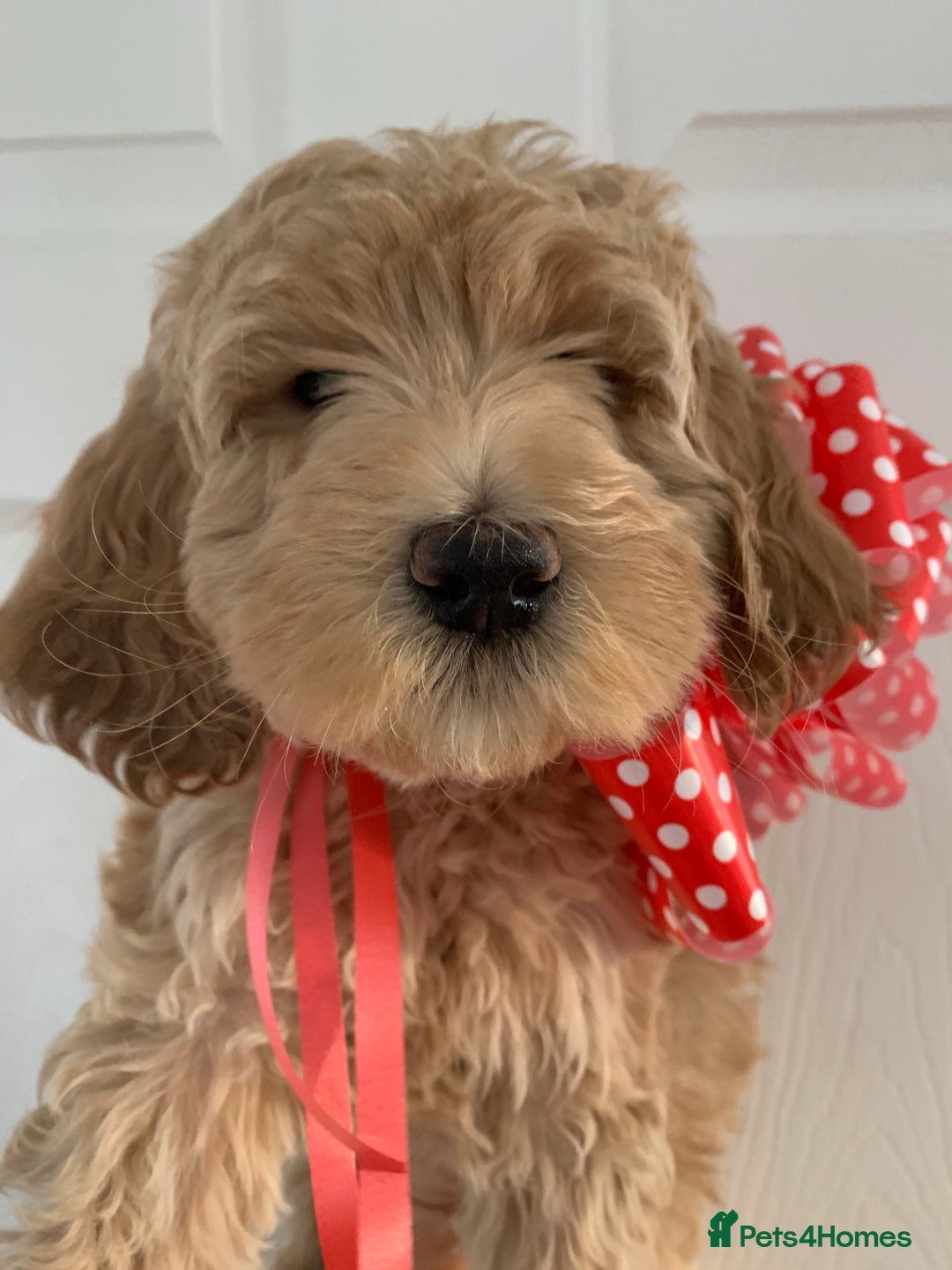 Goldendoodle dogs for sale: Multigenerational Puppies Waiting List - Advert 8