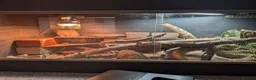 Mixed Breed reptiles for sale: Various snakes and lizards REDUCED  - Advert 7