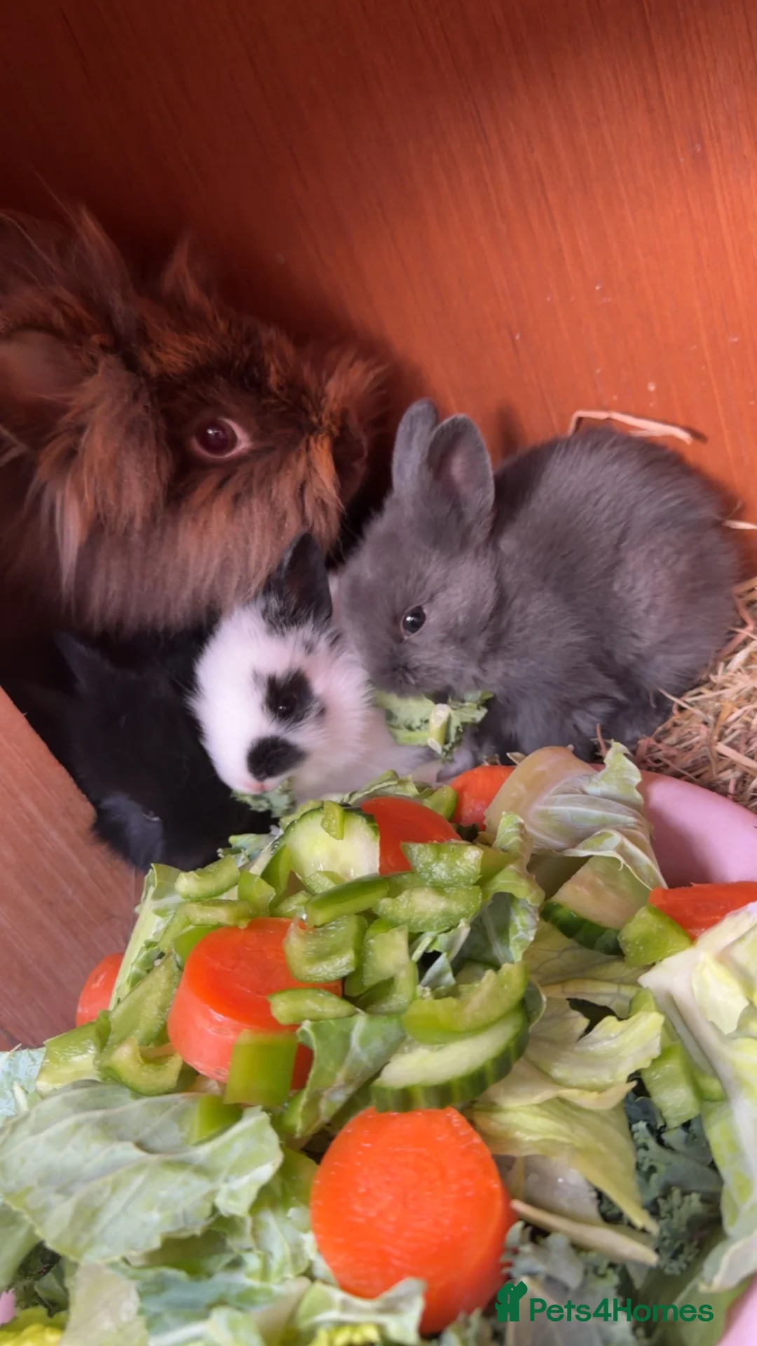 Lionhead rabbits for sale: 4 Beautiful Lionhead Rabbits - Advert 5