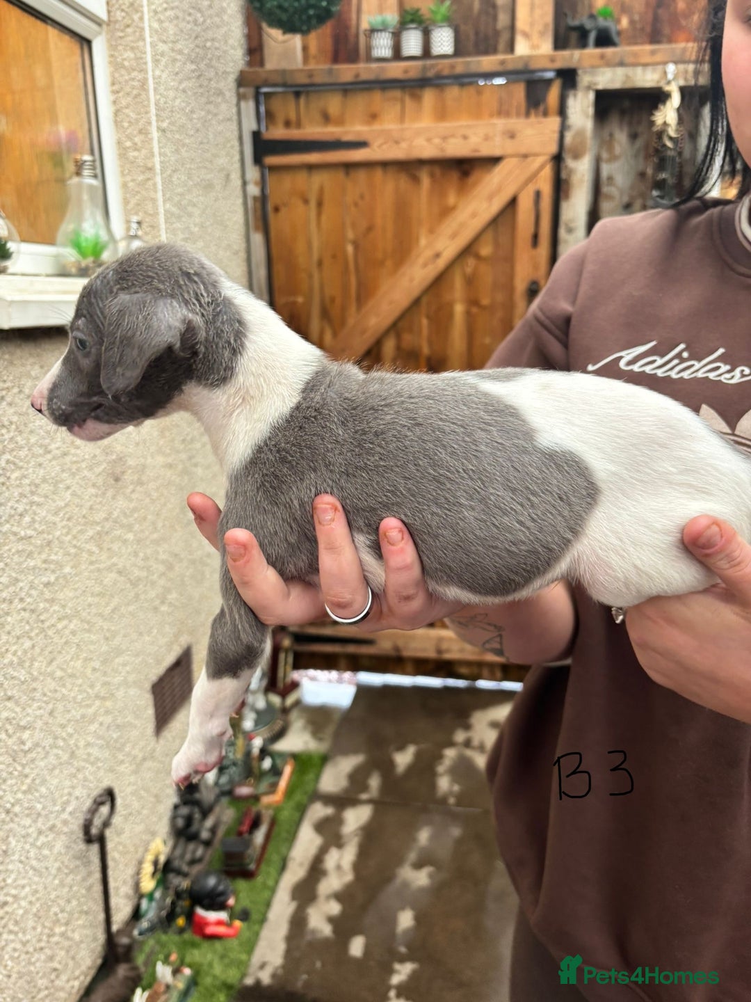 Whippet dogs for sale: Whippet pups x14 - Advert 24