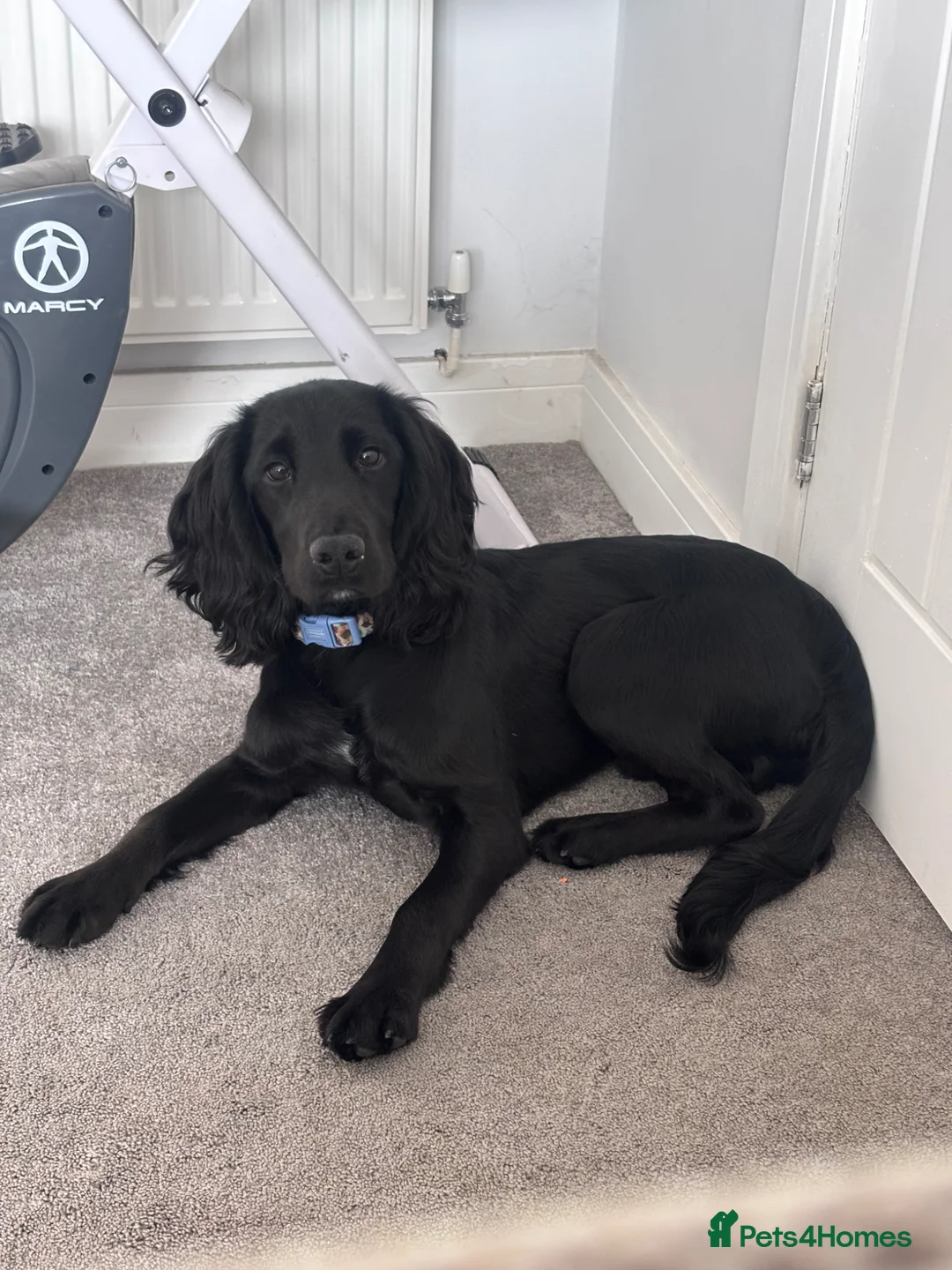 Cocker Spaniel dogs for sale: 7 month old boy cocker spaniel - Advert 2