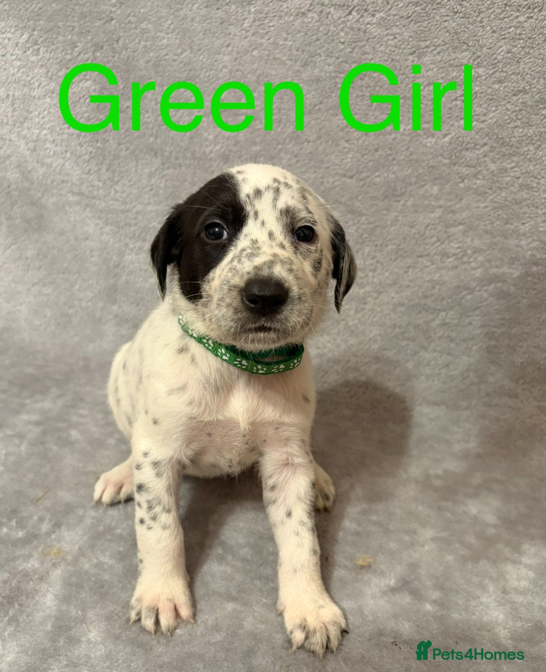 Mixed Breed dogs for sale: Pyrematian puppies - Advert 31