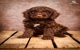 Cockapoo dogs for sale: **Ready Now**Miniature F1B Cockapoos  - Image 9