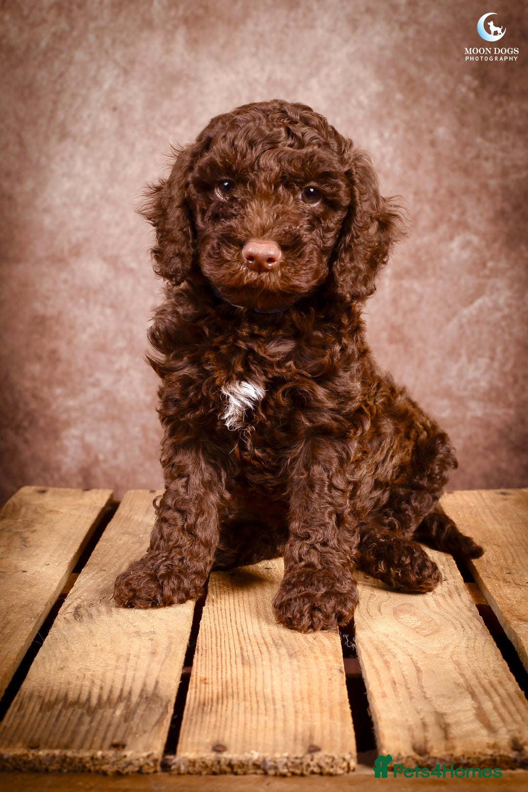 Cockapoo dogs for sale: **Ready Now**Miniature F1B Cockapoos  - Image 9
