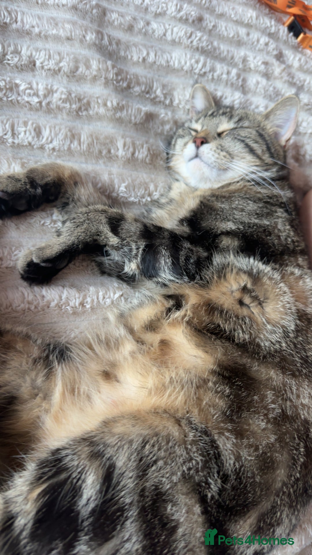 Mixed Breed cats for sale: FREE beautiful tabby urgently needs rehoming - Advert 7