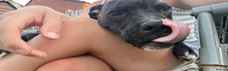 American Bulldog dogs for sale: American bull dog  in Burton-on-Trent - Advert 4