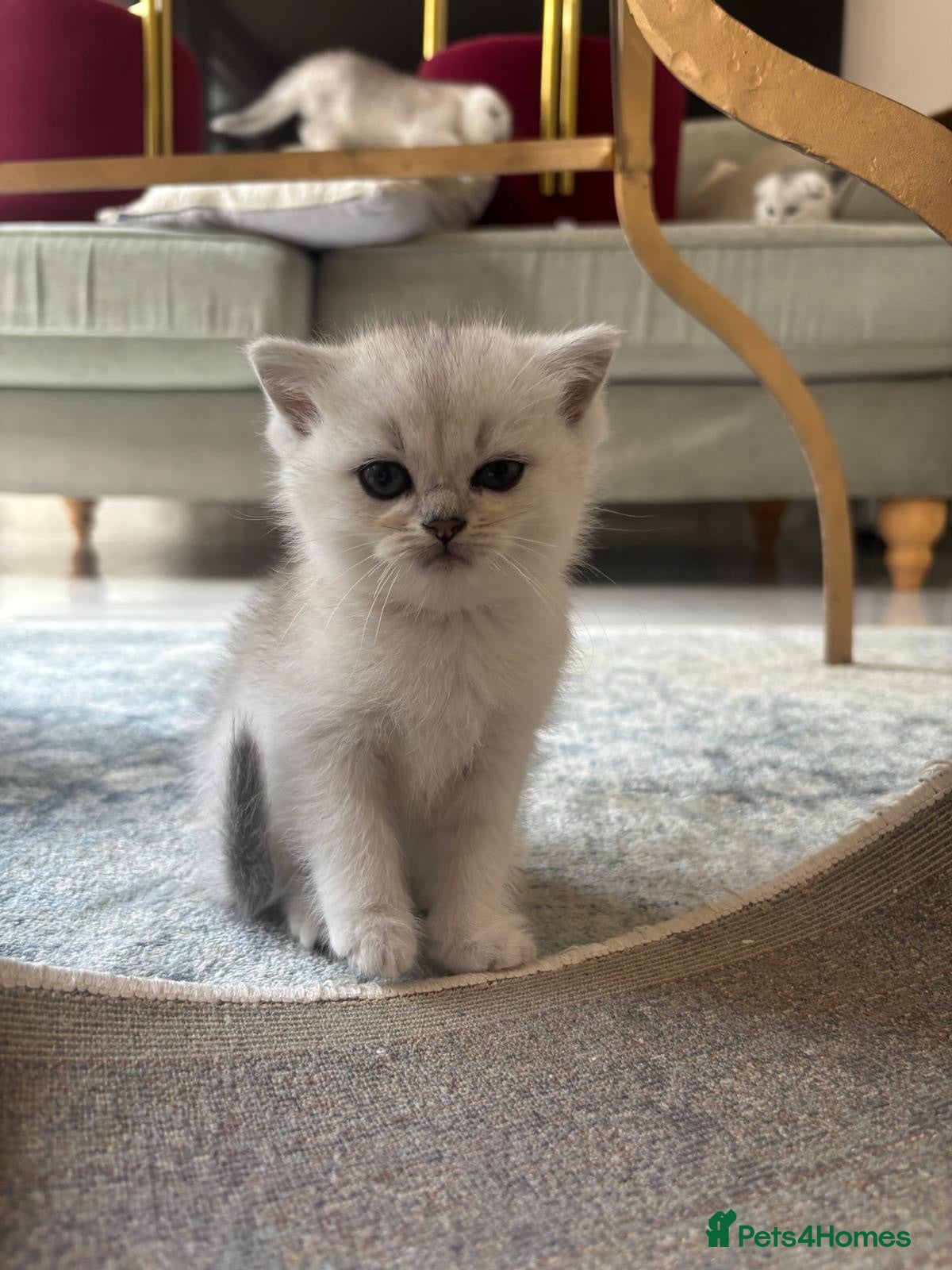 Scottish Fold cats Pure Scottish Fold  - Advert 3