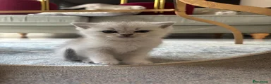 Scottish Fold girl 